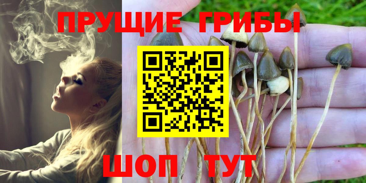 Кольчугино  как найти   Вход с VPN  Псилоцибиновые грибы Psilocybe 
